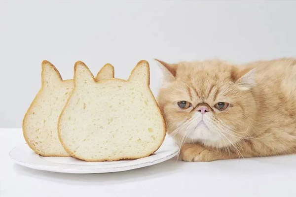 风靡日本爆红ins，猫猫吐司如何撬开千亿烘焙市场 ？