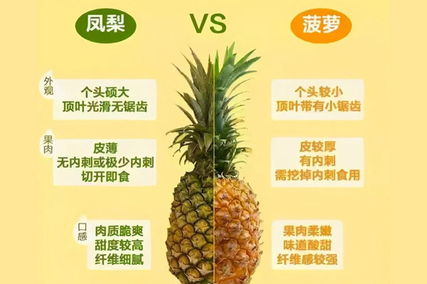 菠萝入菜，先搞清楚菠萝和凤梨的区别